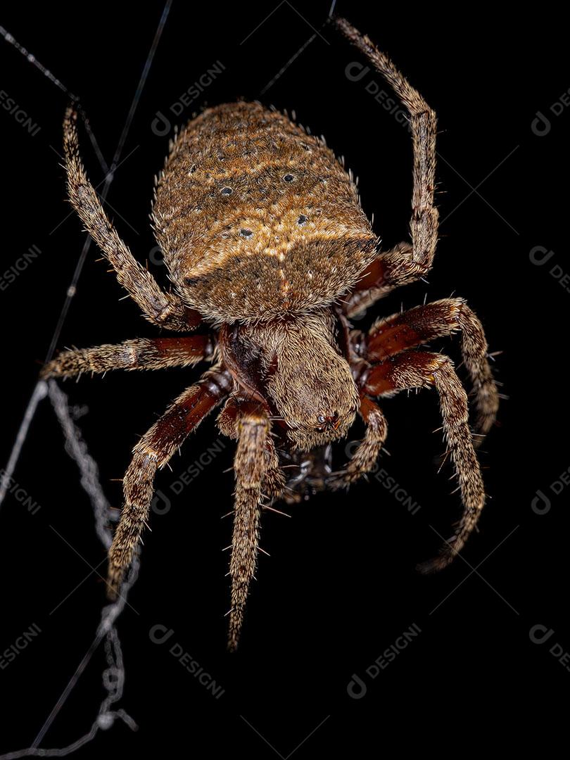 Pequena Aranha Orbweaver da Família Araneidae JPG