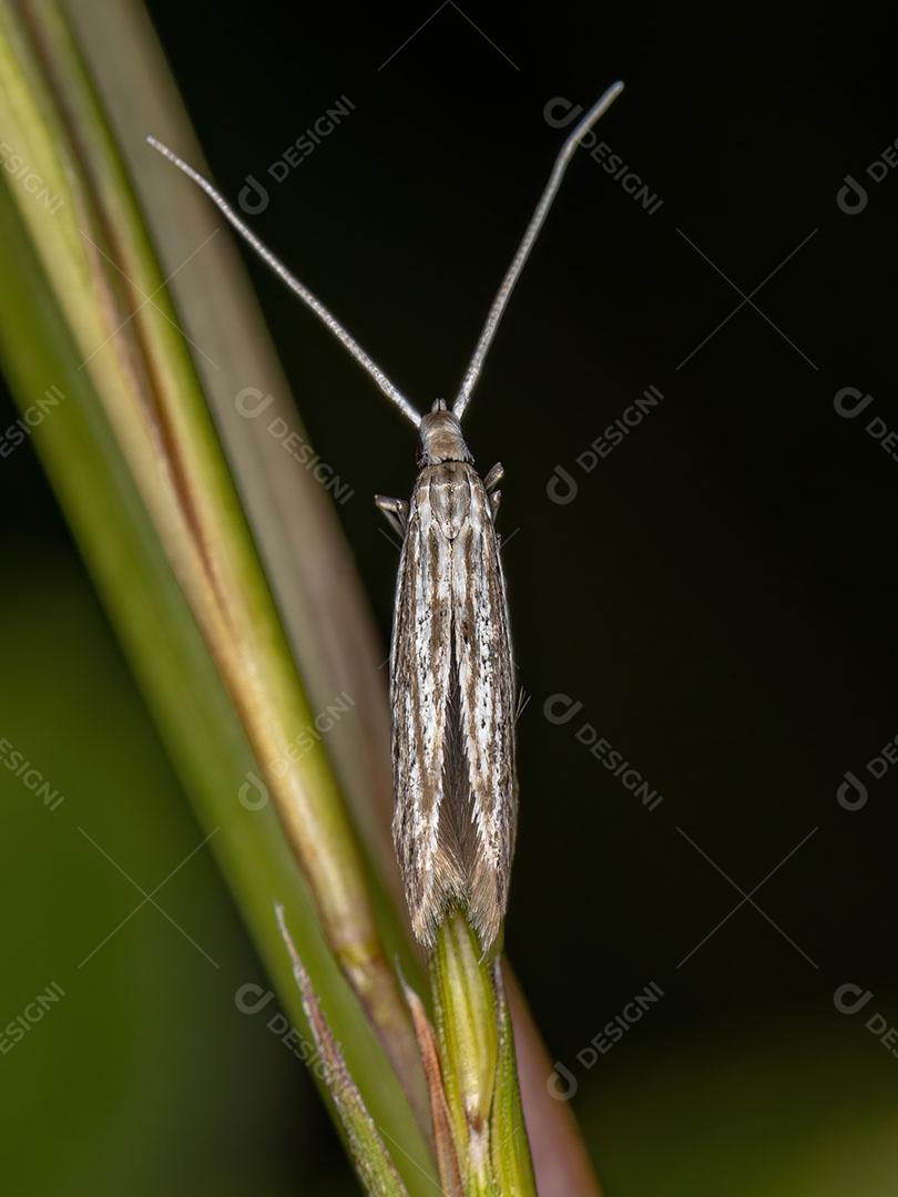 Inseto Mariposa adulto da Ordem Lepidoptera JPG