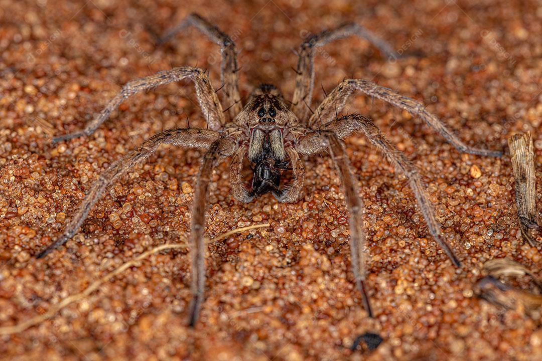 Aranha Lobo Macho Adulto da Família Lycosida JPG