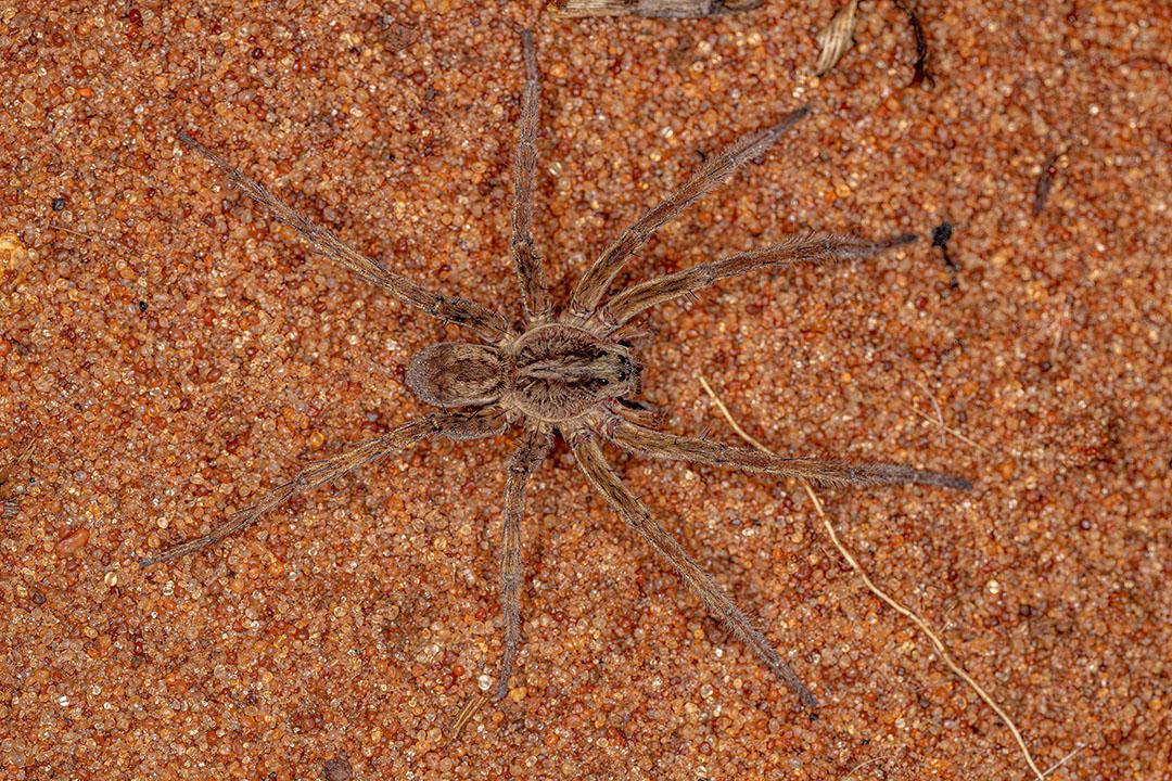 Aranha Lobo Macho Adulto da Família Lycosida JPG
