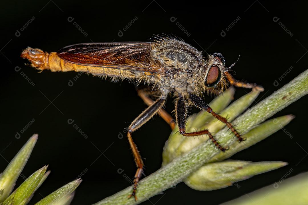 Mosca Ladrão Adulto da Subfamília Asilinae Imagem JPG