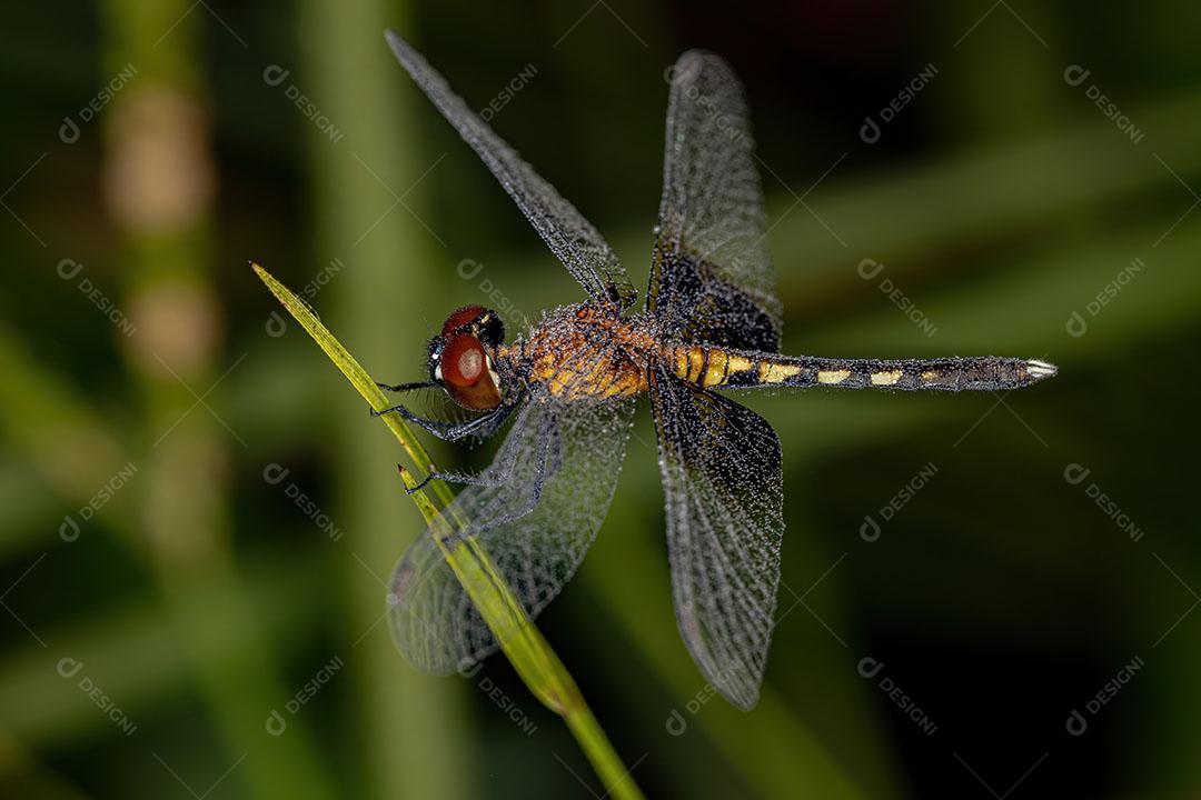 Inseto Libélula Adulto da Superfamília Libelluloidea JPG