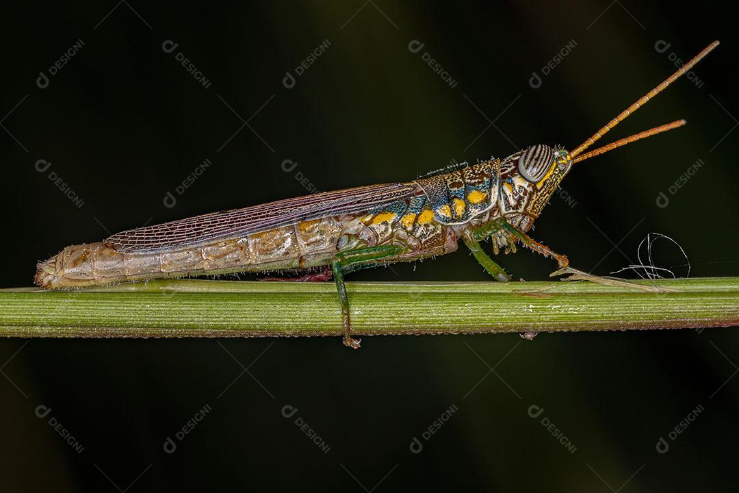 Gafanhoto Palito Adulto da espécie Stenopola Bohlsii JPG