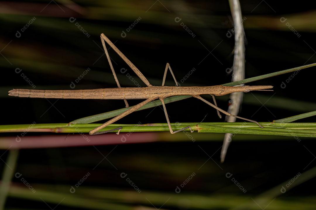 Gafanhoto Neotropical Adulto da Família Proscopiidae JPG