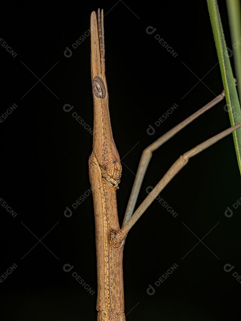 Gafanhoto Neotropical Adulto da Família Proscopiidae JPG