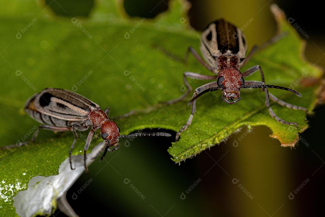 Besouros Blister Burning Adultos do Gênero Epicauta JPG