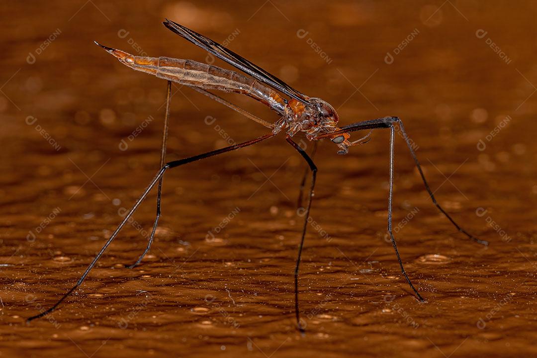 Mosca Típica Adulta da Superfamília Tipuloidea JPG