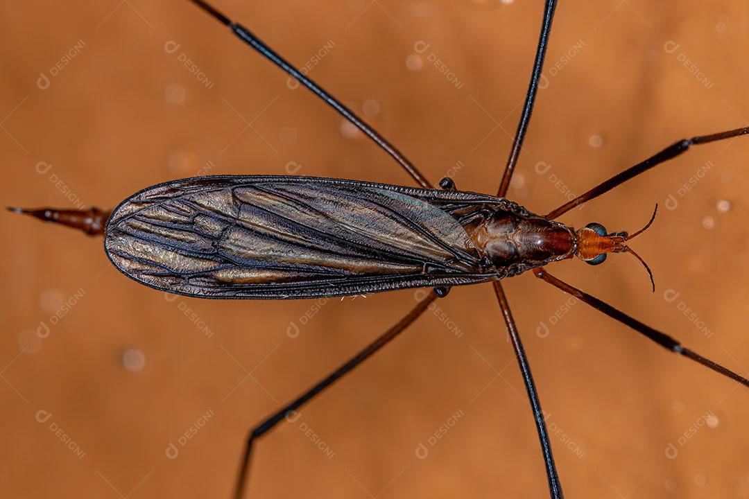 Mosca Típica Adulta da Superfamília Tipuloidea JPG