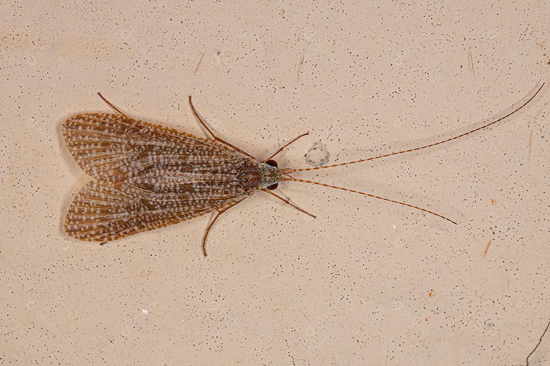 Inseto Caddisfly adulto da Subfamília Macronematinae JPG