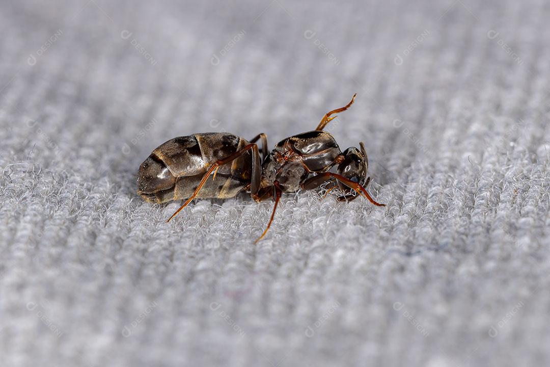 Fêmea adulta Pirâmide Rainha Formiga do Gênero Dorymyrmex JPG