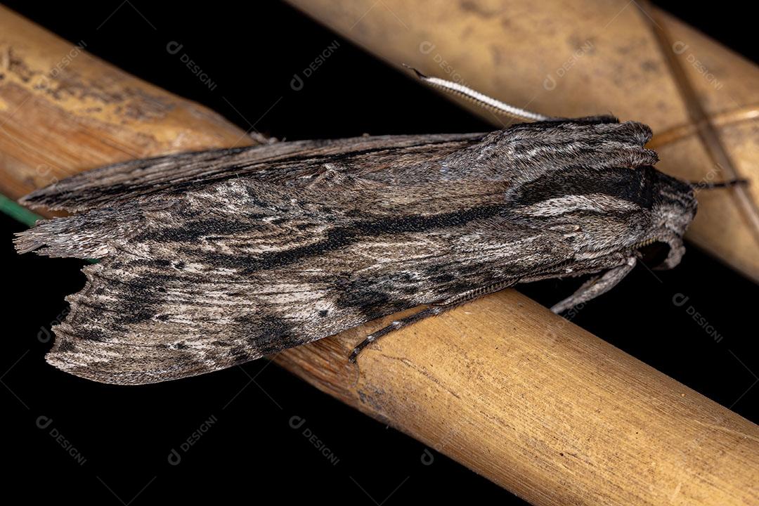 Mariposa esfinge Obscura Adulta da Espécie Erinnyis JPG