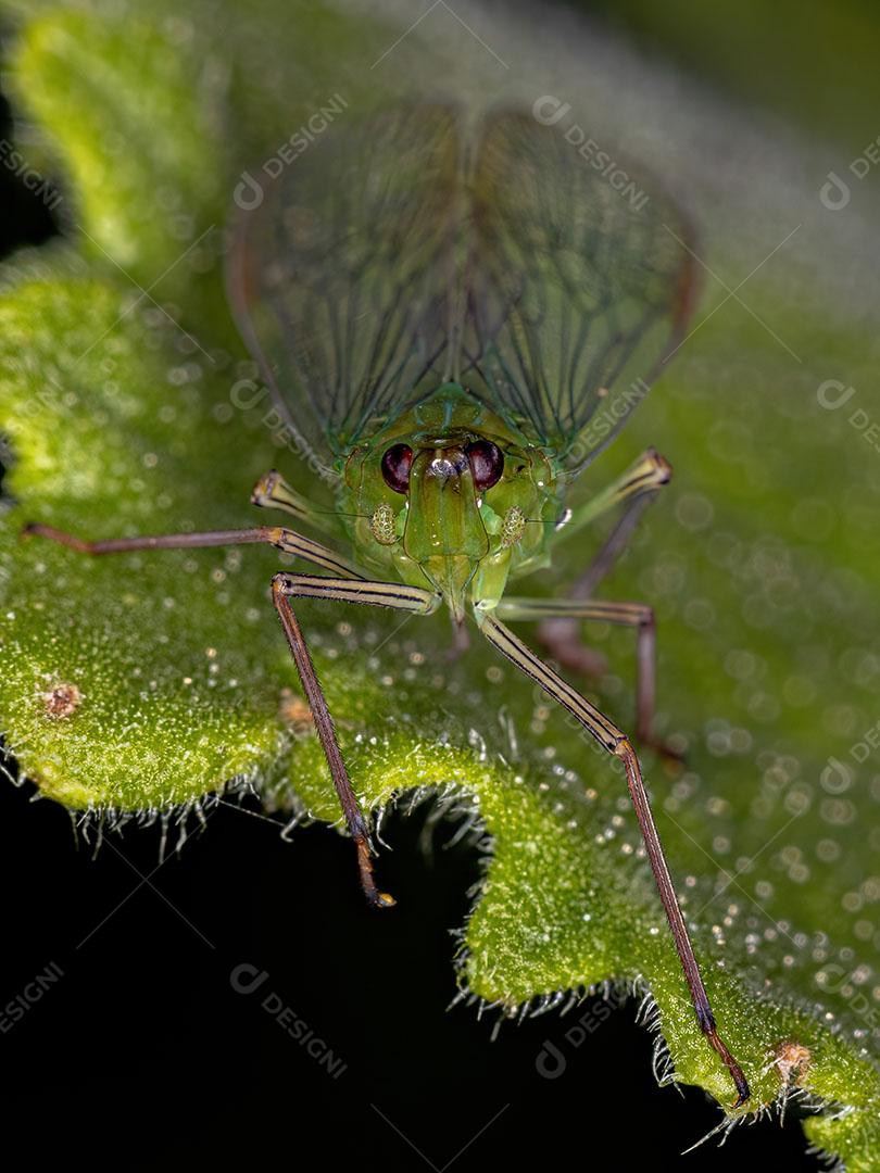 Inseto Verde Adulto Dictyopharidae Planthopper da Família Dictyopharidae JPG