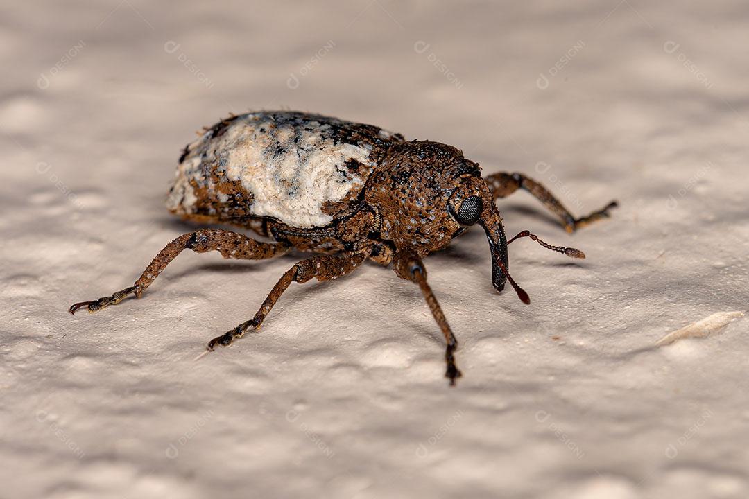 Gorgulho Verdadeiro Adulto da Família Curculionidae JPG