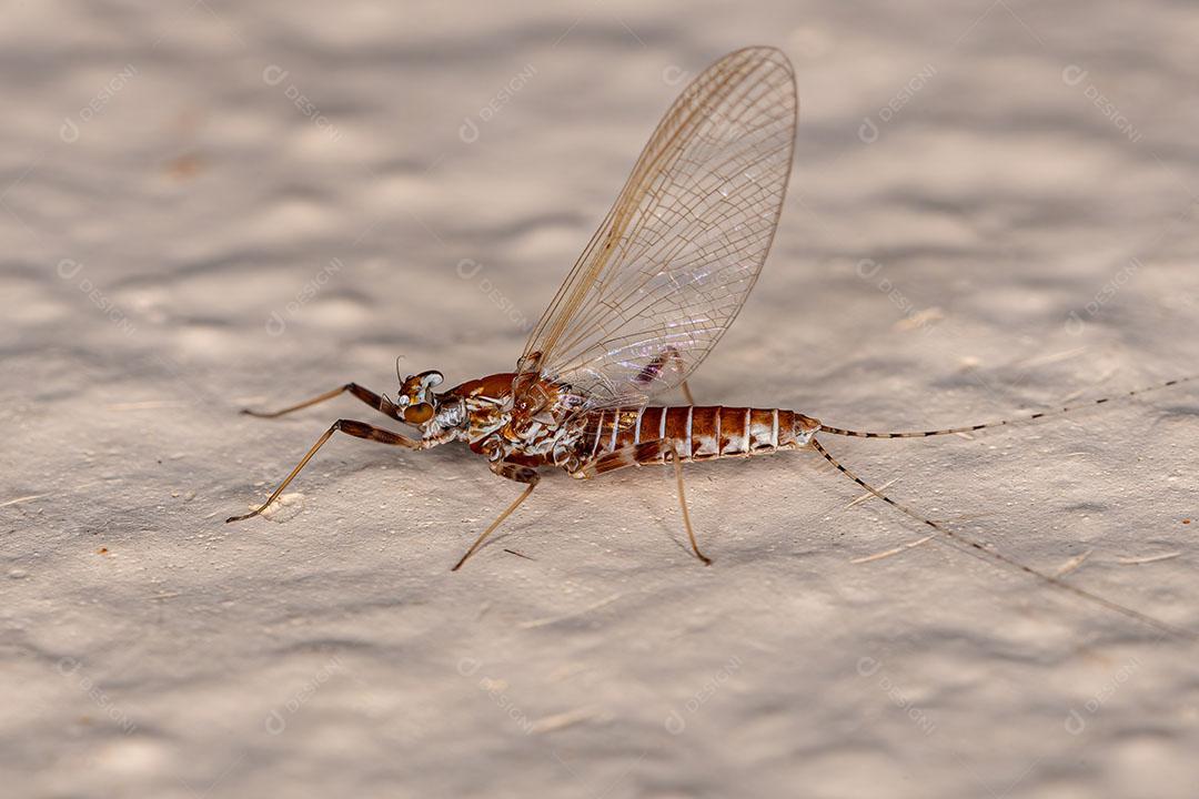 Fêmea Adulta Mayfly da Ordem Ephemeroptera JPG