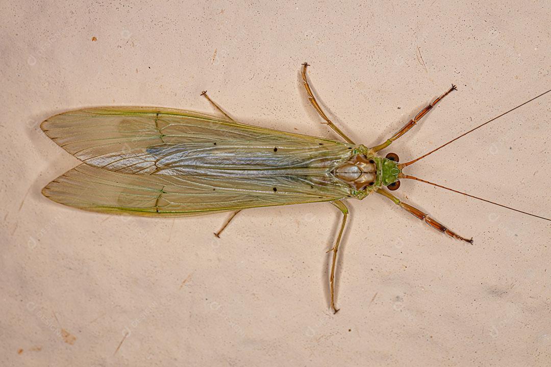 Inseto Caddisfly Adulto do Gênero Synoestrop JPG