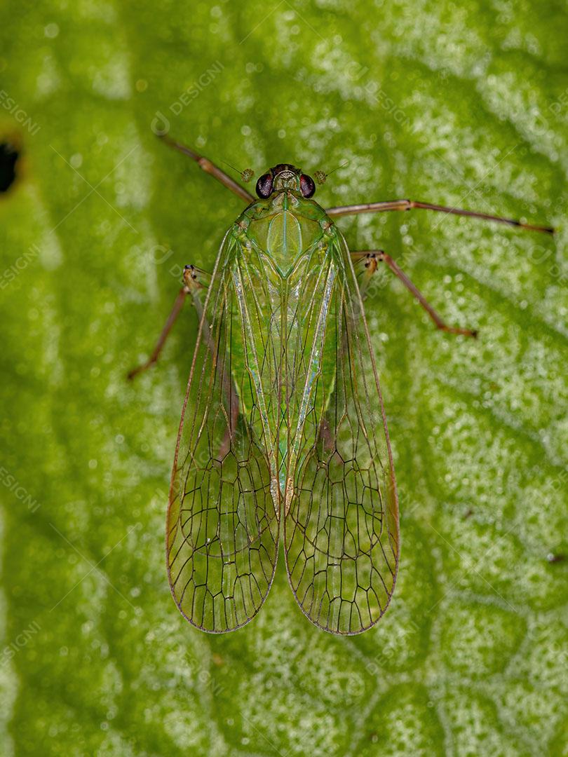 Inseto Verde Adulto Dictyopharidae Planthopper da Família Dictyopharidae JPG