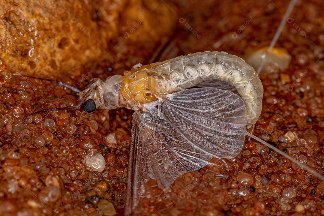 Adulto Pale Burrower Maylfly do Gênero Campsurus JPG