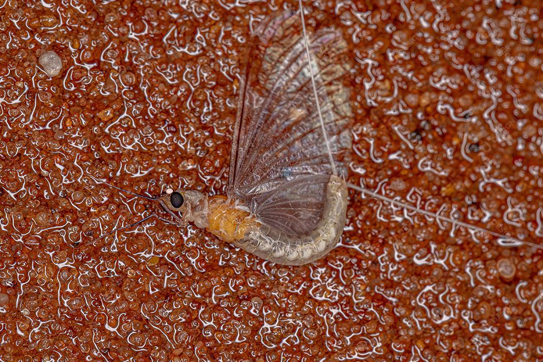 Adulto Pale Burrower Maylfly do Gênero Campsurus JPG