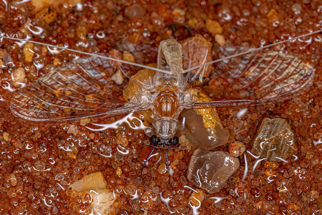 Adulto Pale Burrower Maylfly do Gênero Campsurus JPG