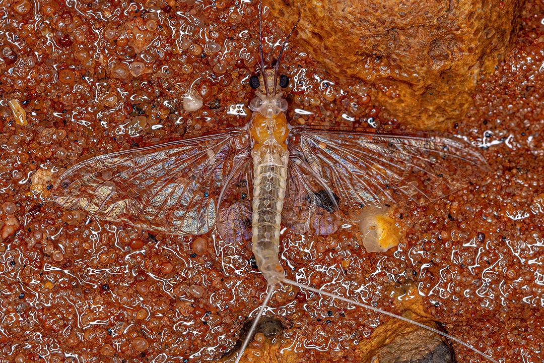Adulto Pale Burrower Maylfly do Gênero Campsurus JPG