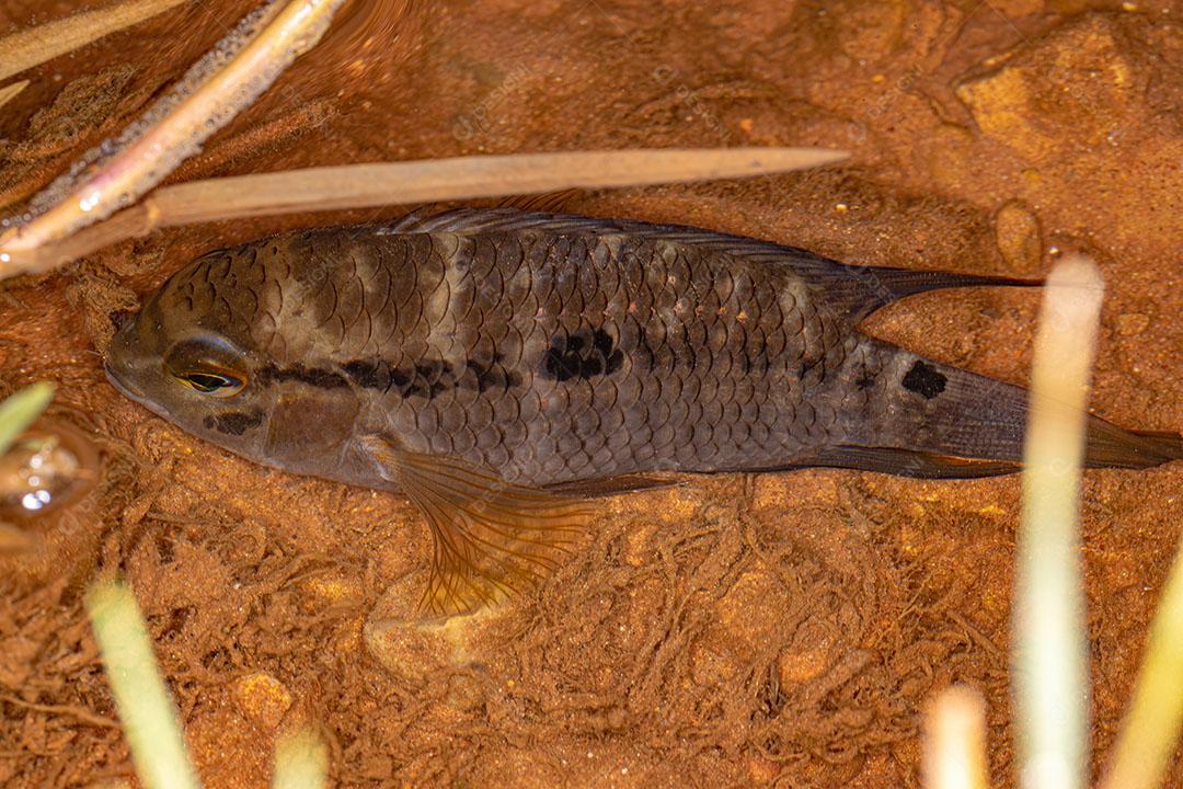 Pequeno Peixe Ciclídeo do Gênero Cichlasoma JPG