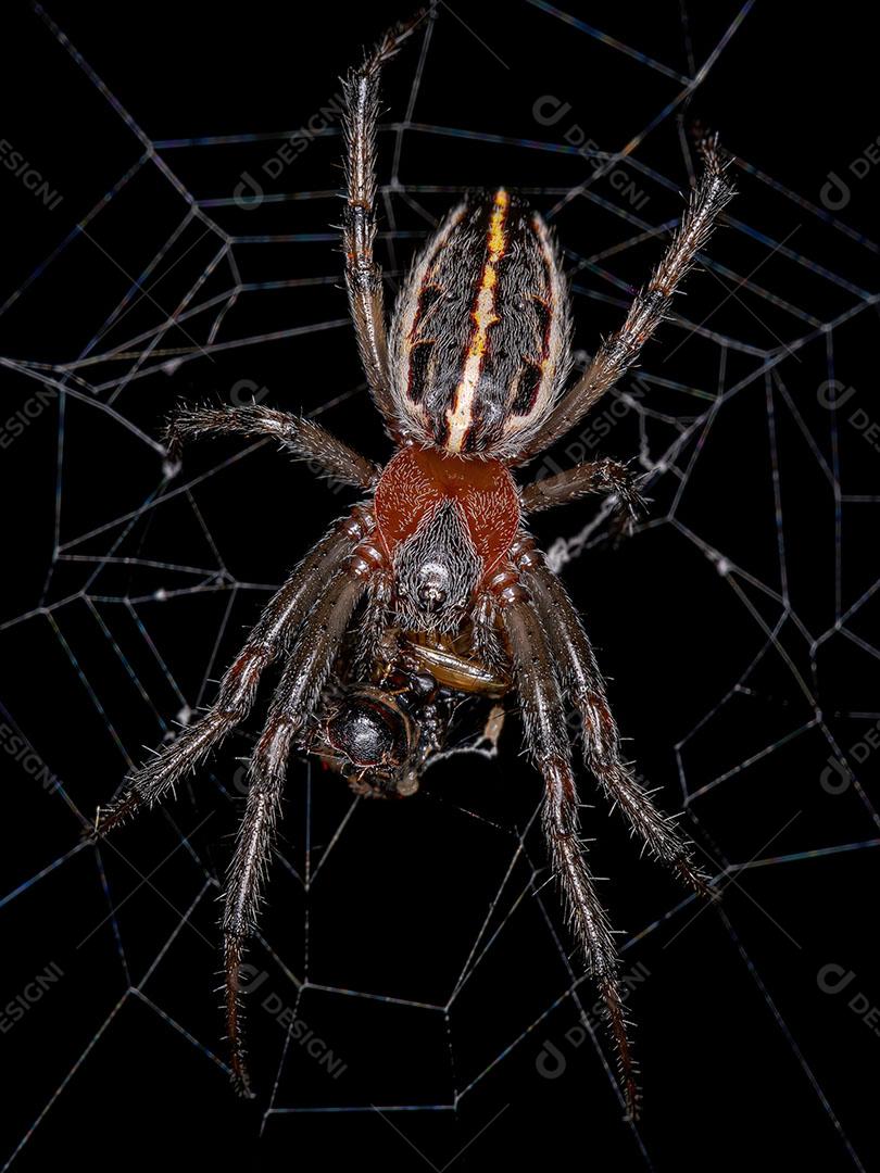Orbweaver Clássico adulto da Espécie Alpaida Veniliae JPG