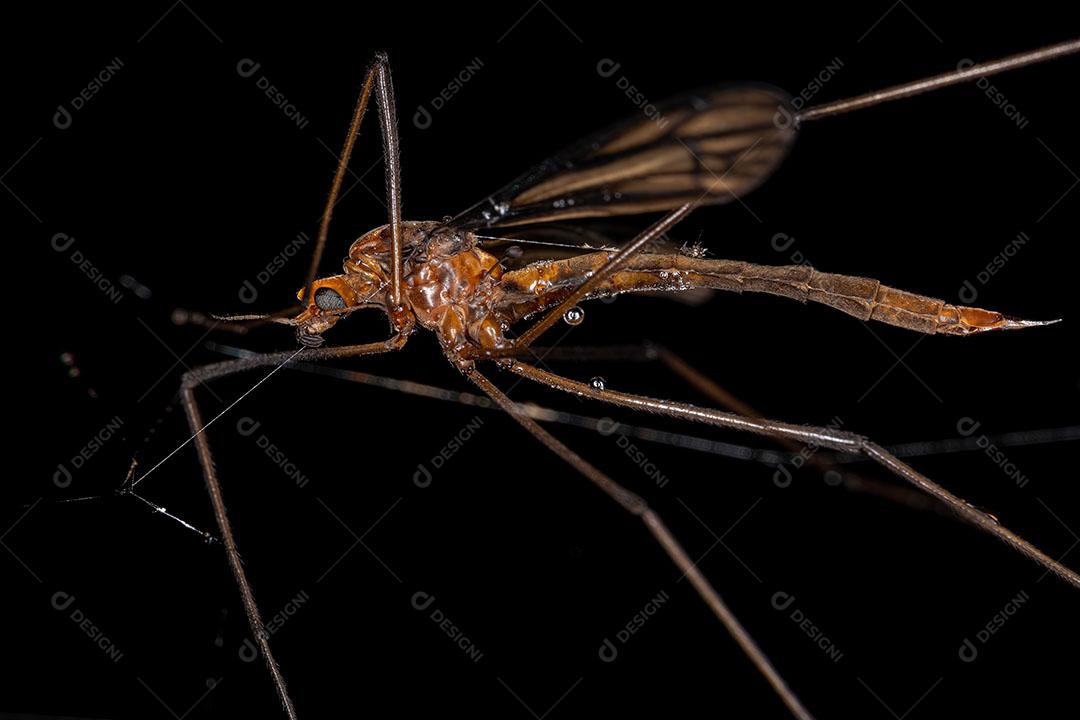 Mosca Típica Adulta da Superfamília Tipuloidea JPG