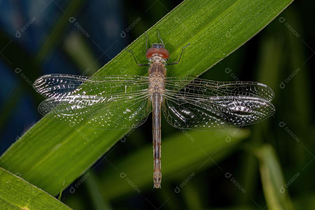 Inseto Libélula Adulto da Superfamília Libelluloidea JPG