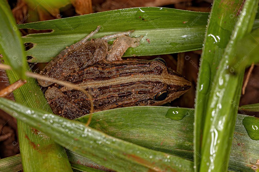 Miranda Sapo de Lábios Brancos da Espécie Leptodactylus Macrosternum JPG