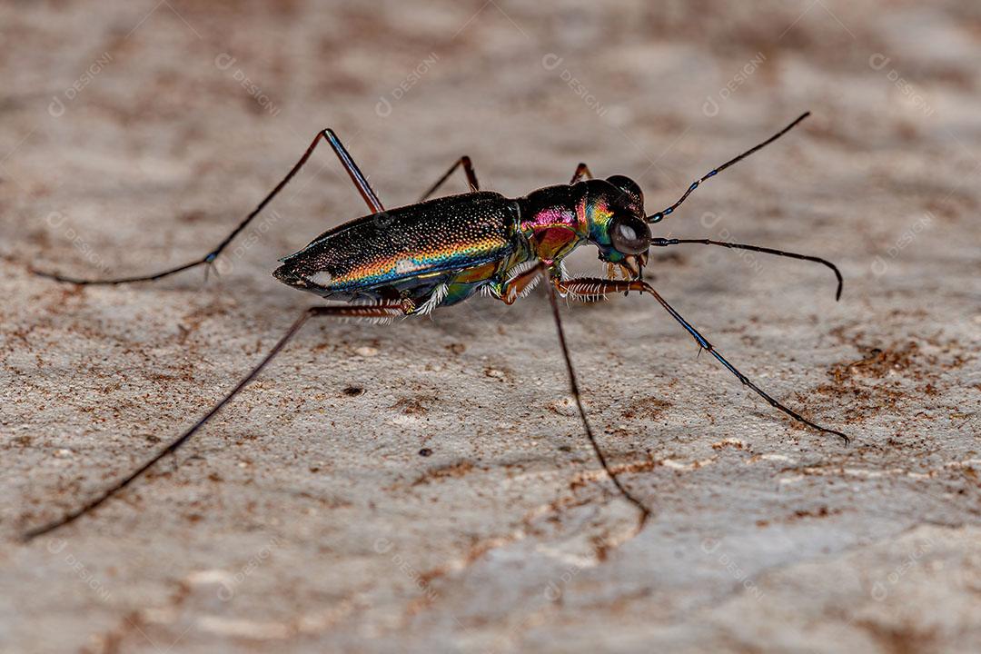 Besouro Tigre Metálico Adulto do Gênero Odontocheila