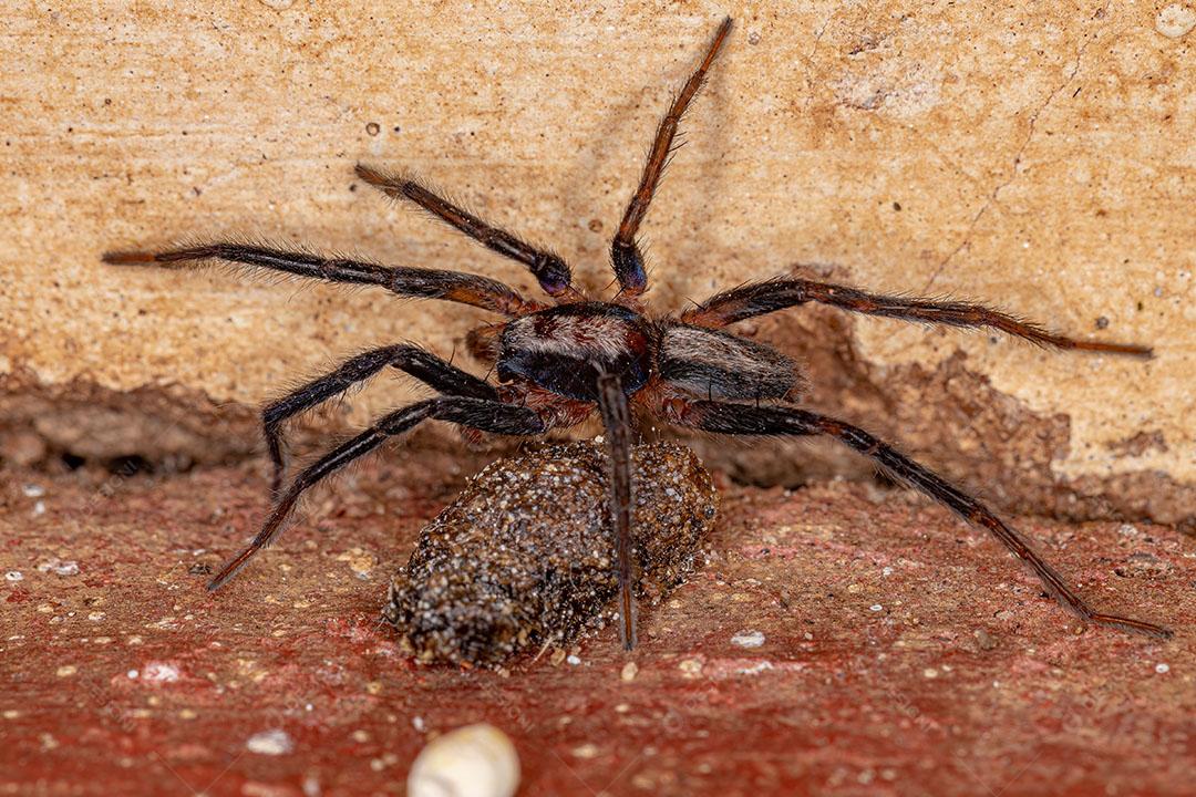 Pequena Aranha Rondando da Espécie Teminius Insularis JPG