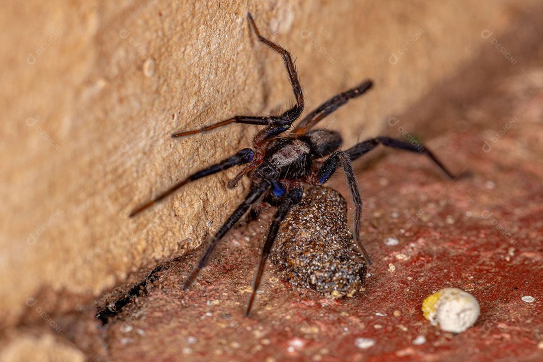 Pequena Aranha Rondando da Espécie Teminius Insularis JPG