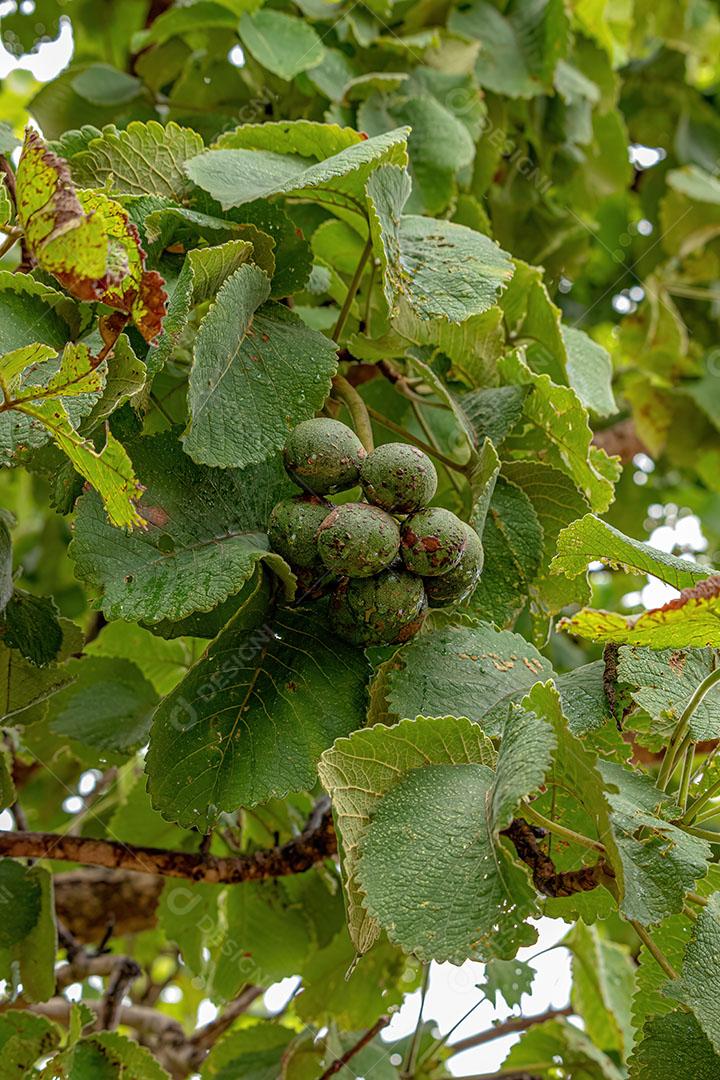 Pekea Nut Fruto da Espécie Caryocar Brasiliense JPG