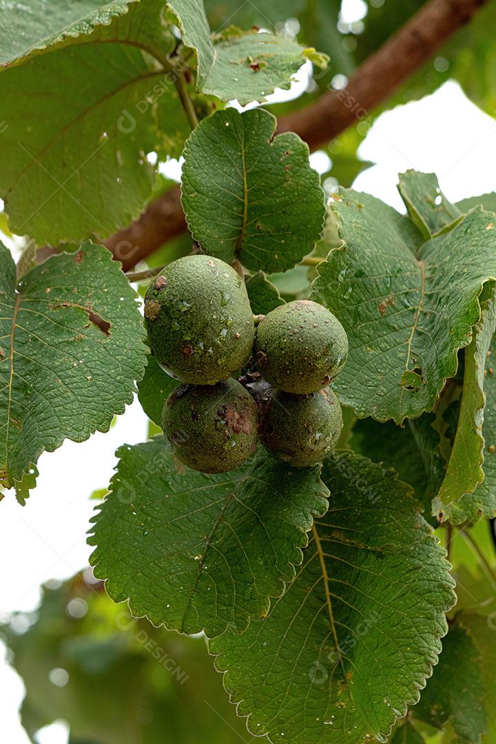 Pekea Nut Fruto da Espécie Caryocar Brasiliense JPG