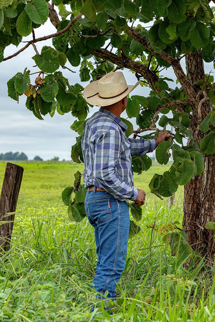 Homem Agricultor Coletando Frutos de Pequi em um Pequizeiro JPG