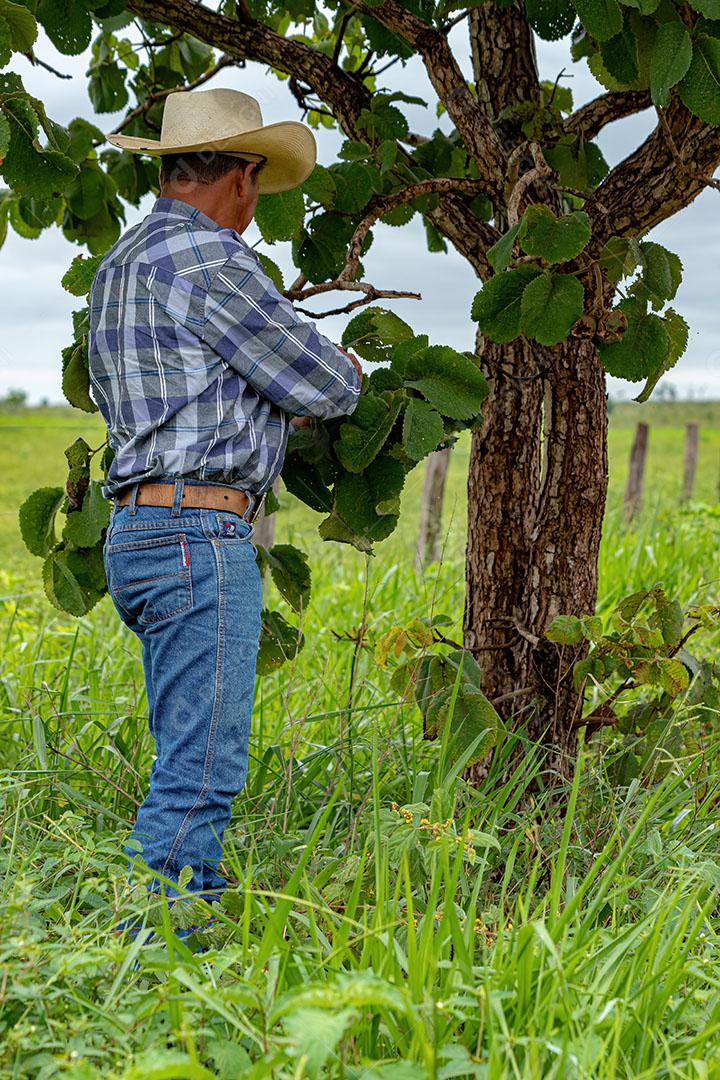 Homem Agricultor Coletando Frutos de Pequi em um Pequizeiro JPG