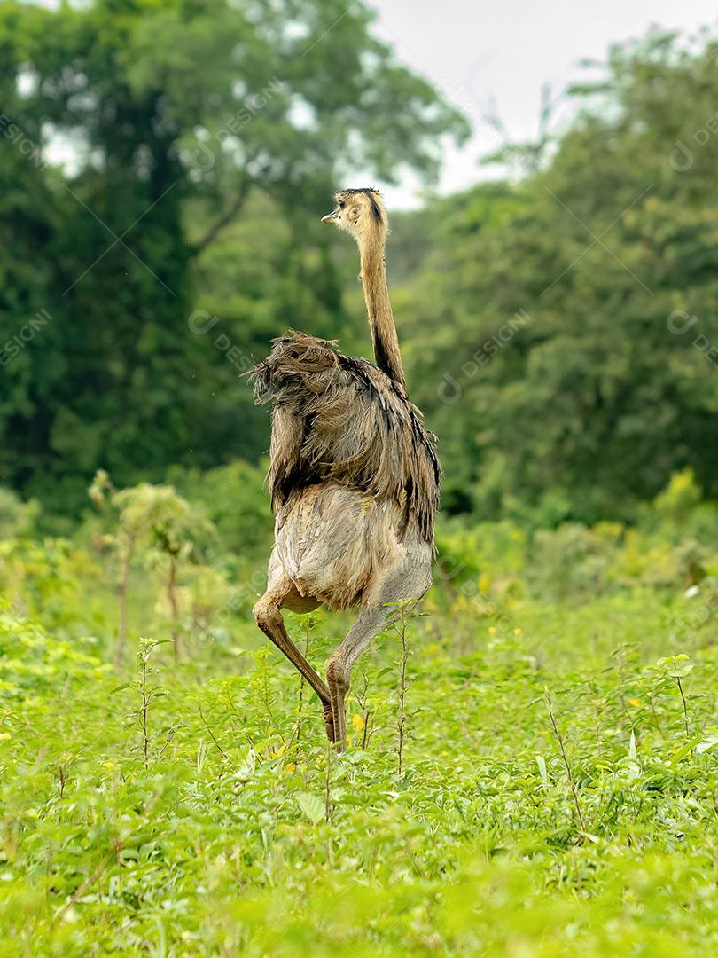 Grande Ema Rhea Adulta da Espécie Rhea Americana JPG