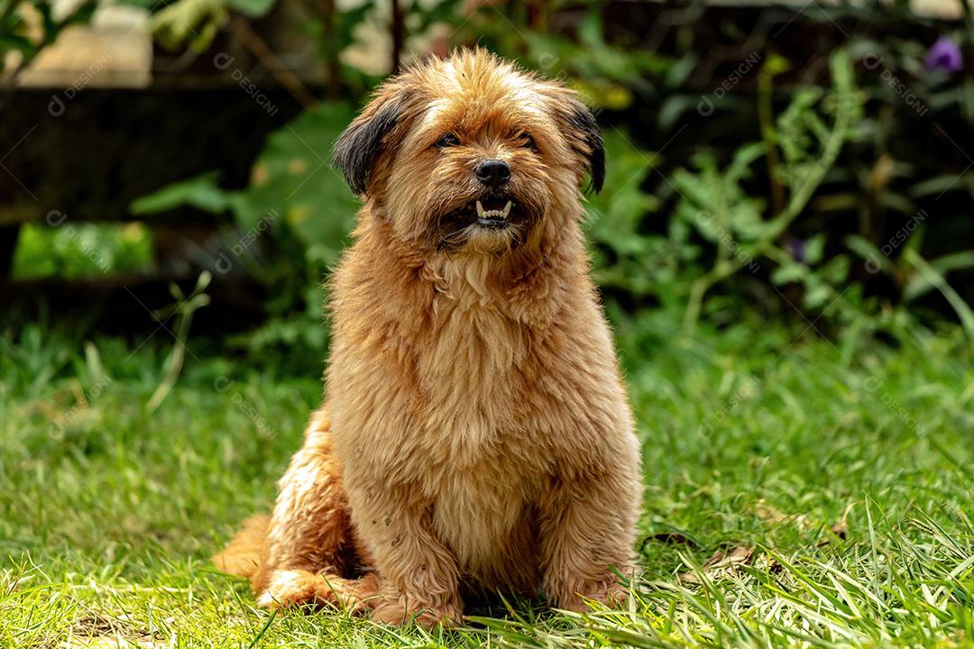 Pequeno Animal Cão Doméstico na Grama JPG