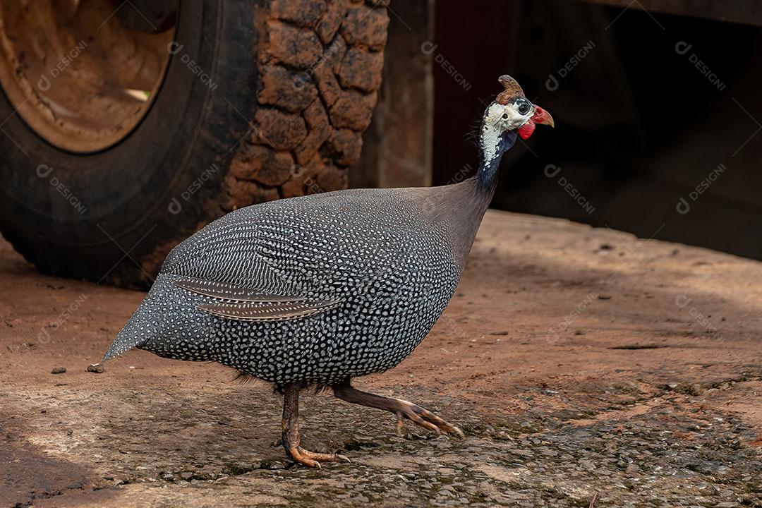 Galinha Dangola  com Capacete Ave da Espécie Numida Meleagris JPG
