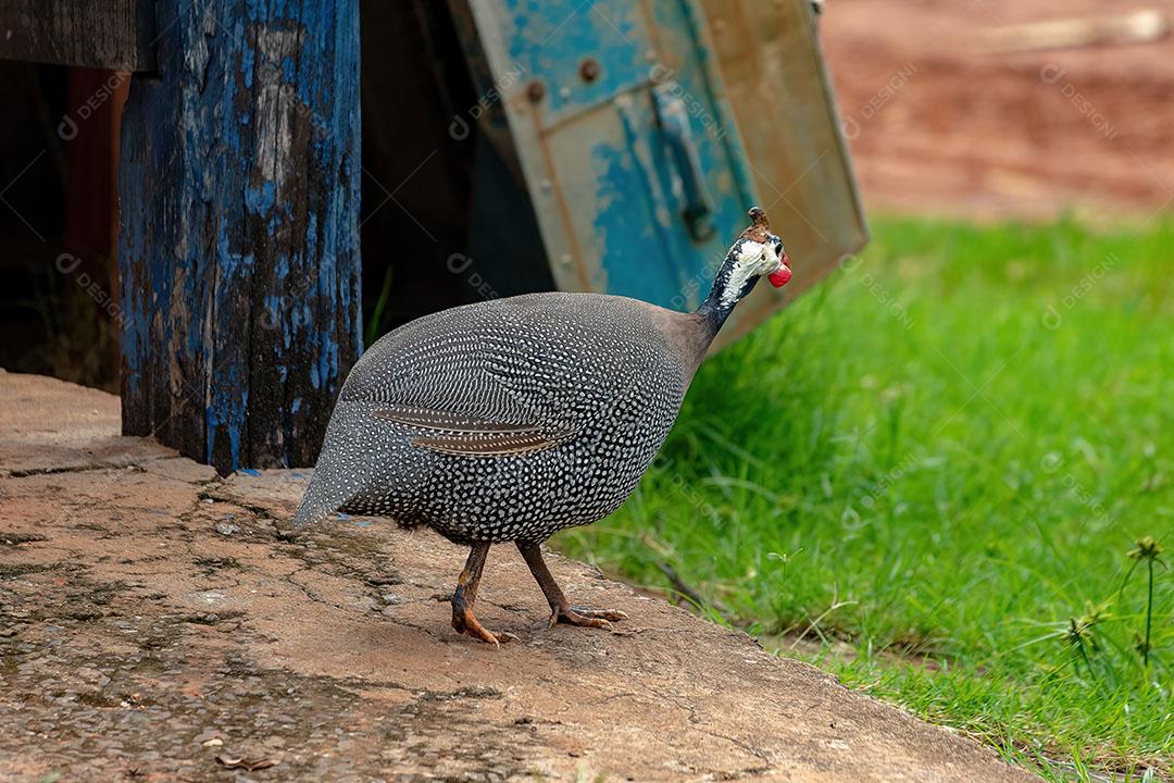 Galinha Dangola  com Capacete Ave da Espécie Numida Meleagris JPG