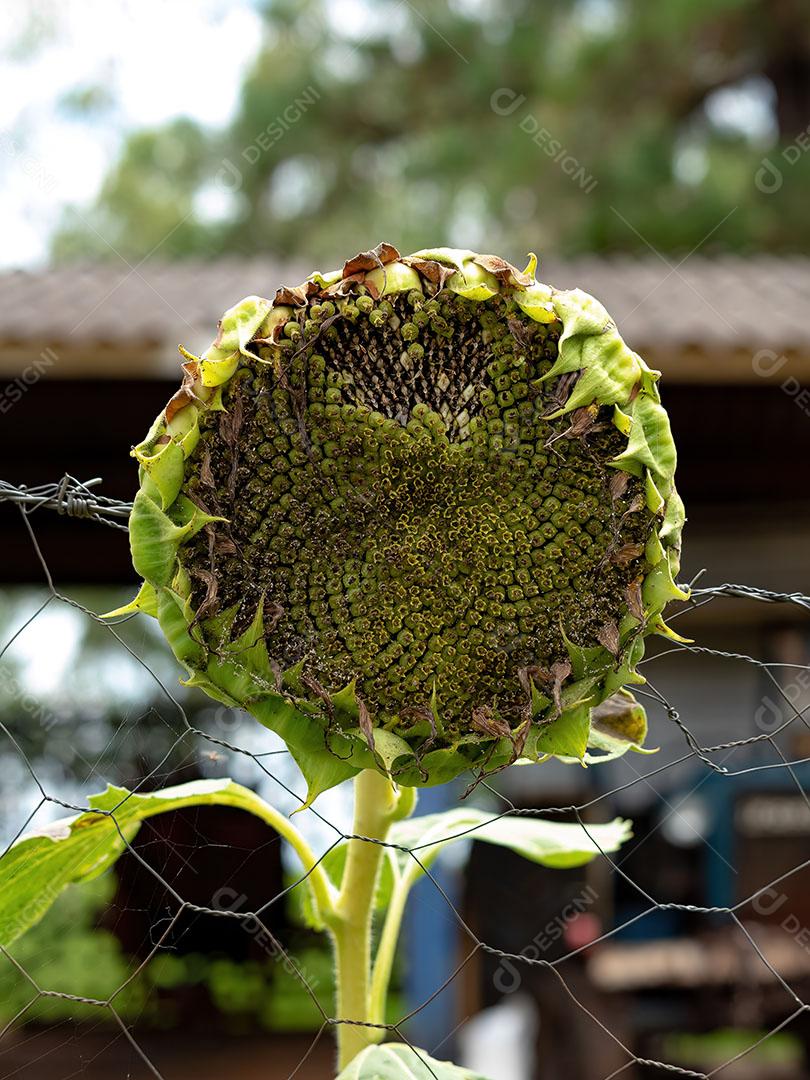 Planta com flor de Girassol do Gênero Helianthus JPG