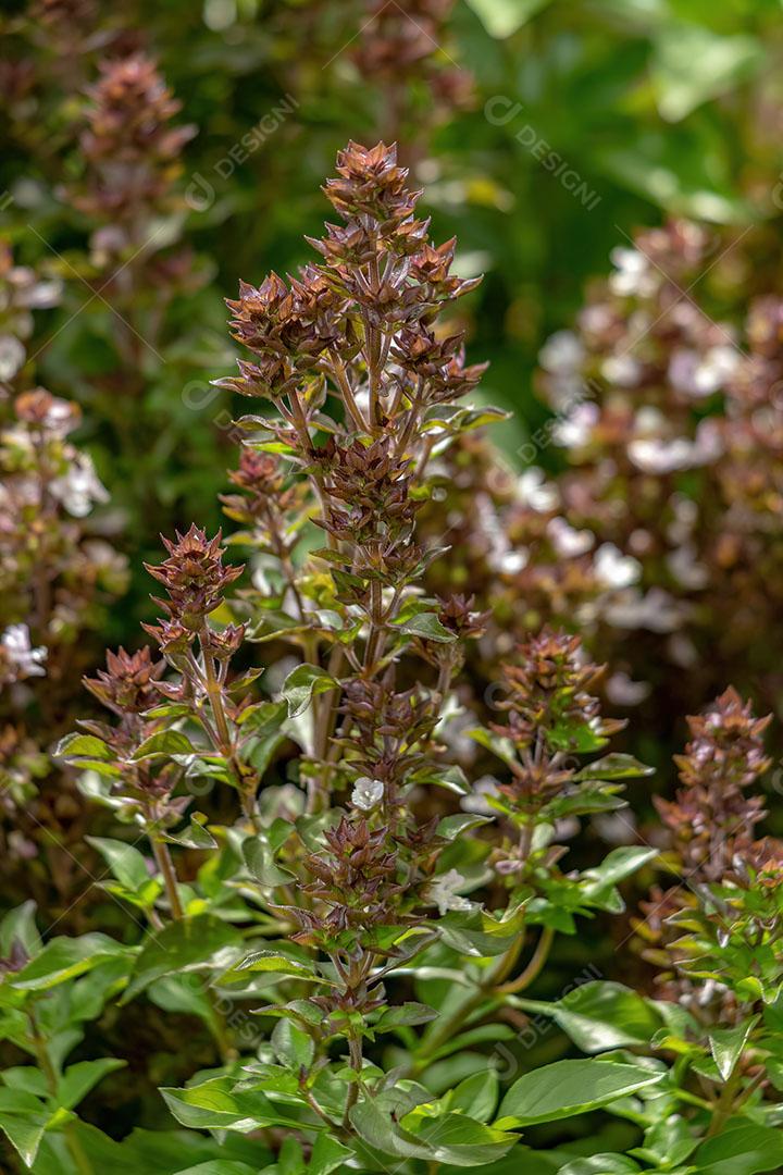 Planta de Manjericão Doce da Espécie Ocimum Basilicum JPG