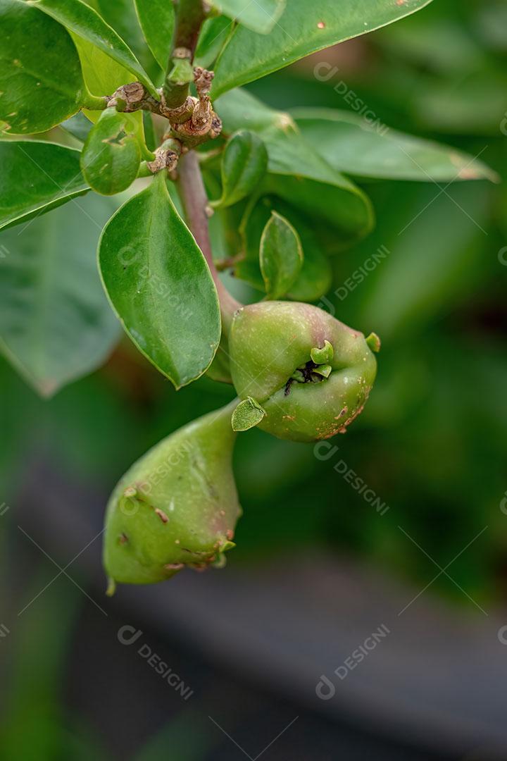 Rose Cactus Plant da Espécie Pereskia Grandifolia JPG