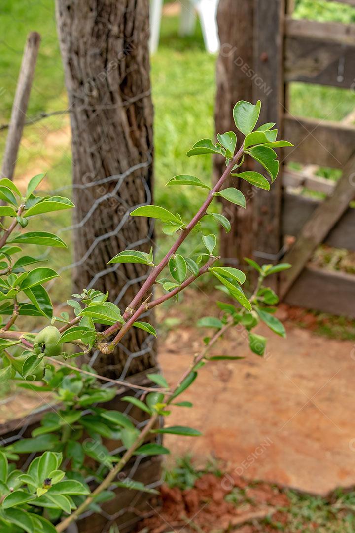 Rose Cactus Plant da Espécie Pereskia Grandifolia JPG