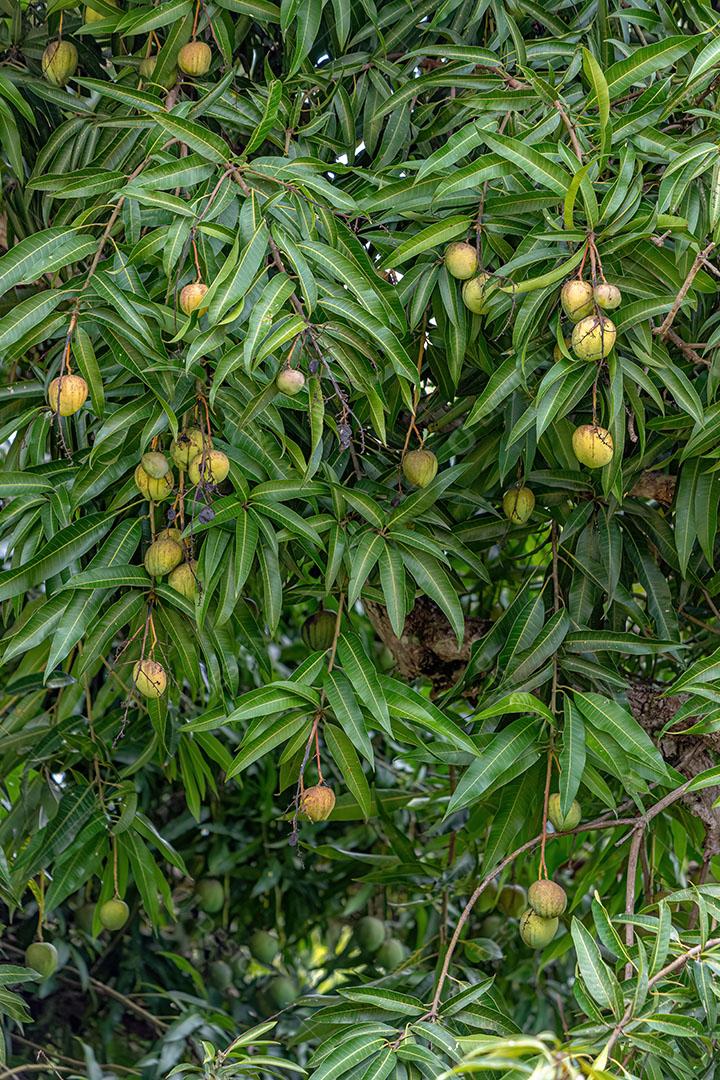 Mangueira com Frutos da Espécie Mangifera JPG