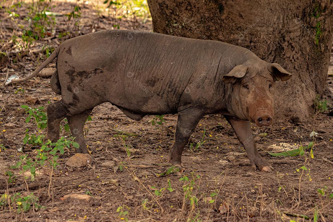 Muddy Pig Raised in an Outdoor Pigpen JPG