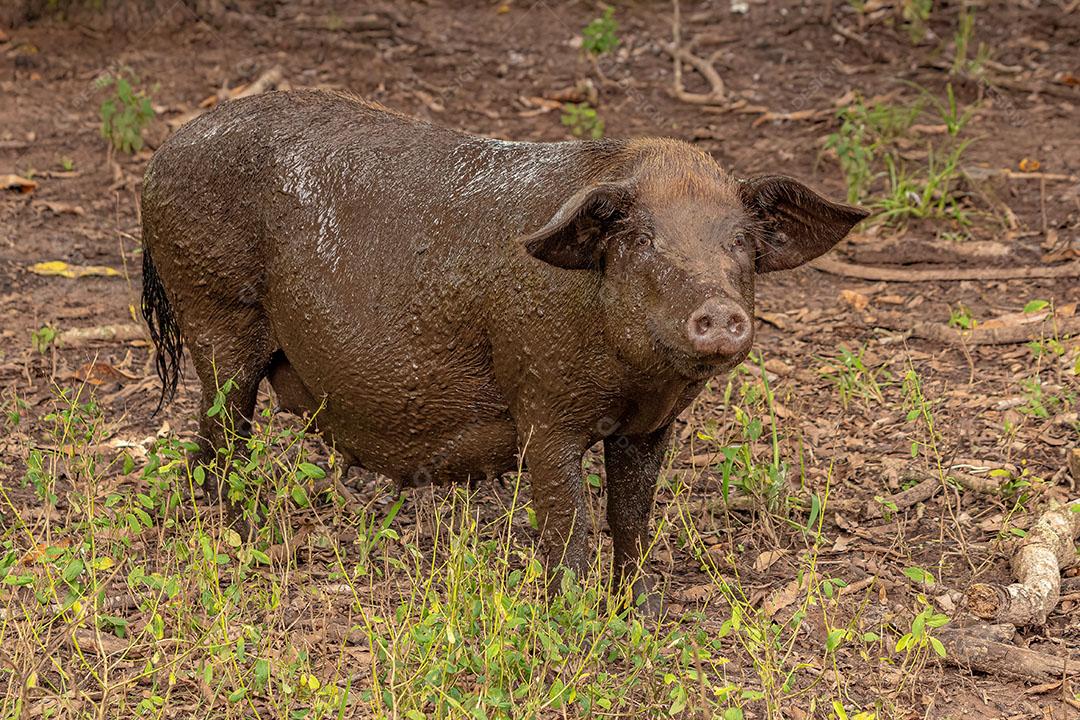 Porco Enlameado Criado em um Chiqueiro ao Ar Livre JPG