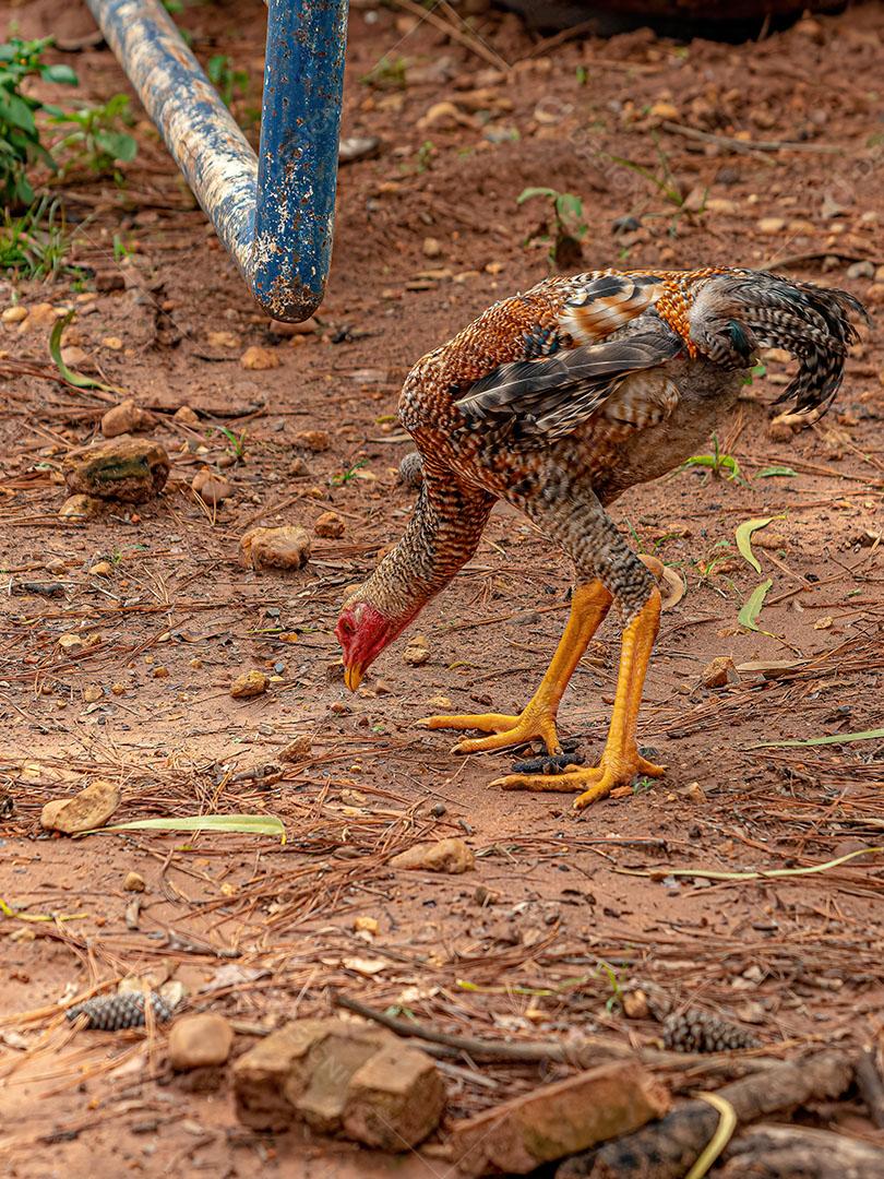 Animal Doméstico Galinha da Subespécie Gallus Gallus Domesticus JPG