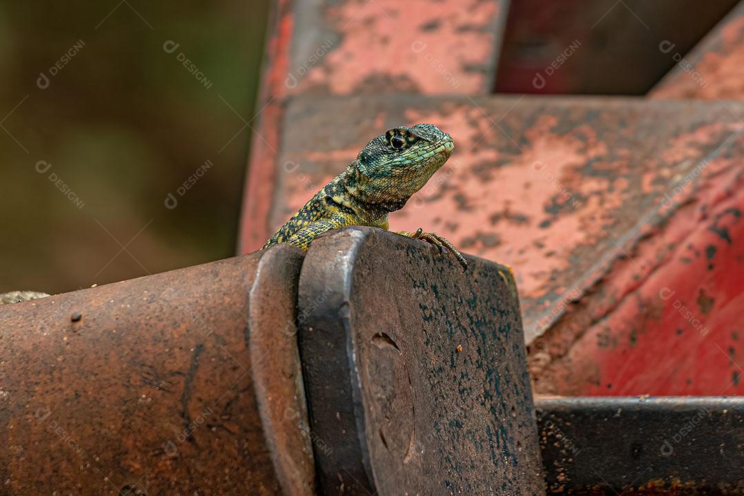 Lagarto à Terra Pequeno do Gênero Tropidurus JPG