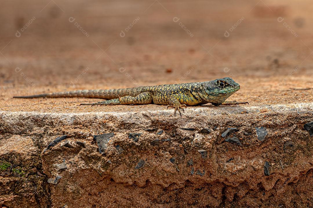 Lagarto à Terra Pequeno do Gênero Tropidurus JPG